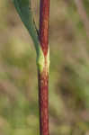 Prairie rosinweed
